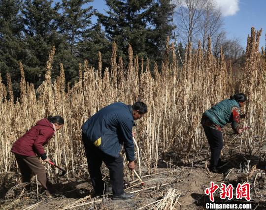 甘肃甘南首次引进藜麦种植