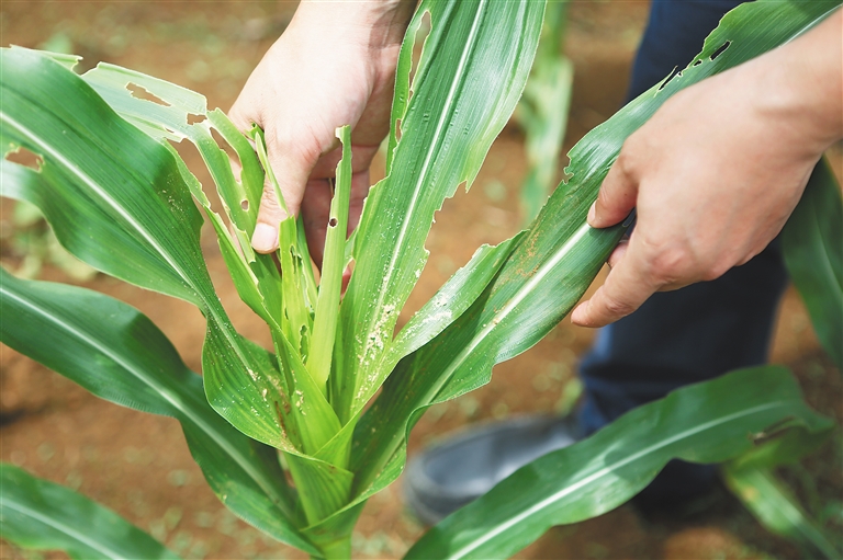 广东确认草地贪夜蛾为害甘蔗 蔓延全省46000多亩作物