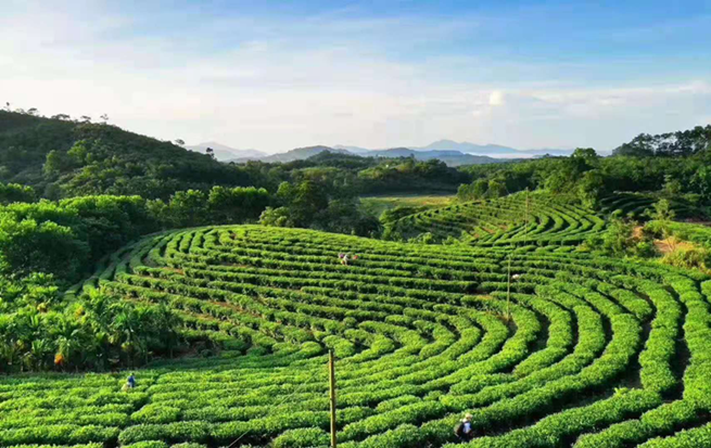 海南农垦乌石白马岭茶业有限公司：用心做茶 致富茶农