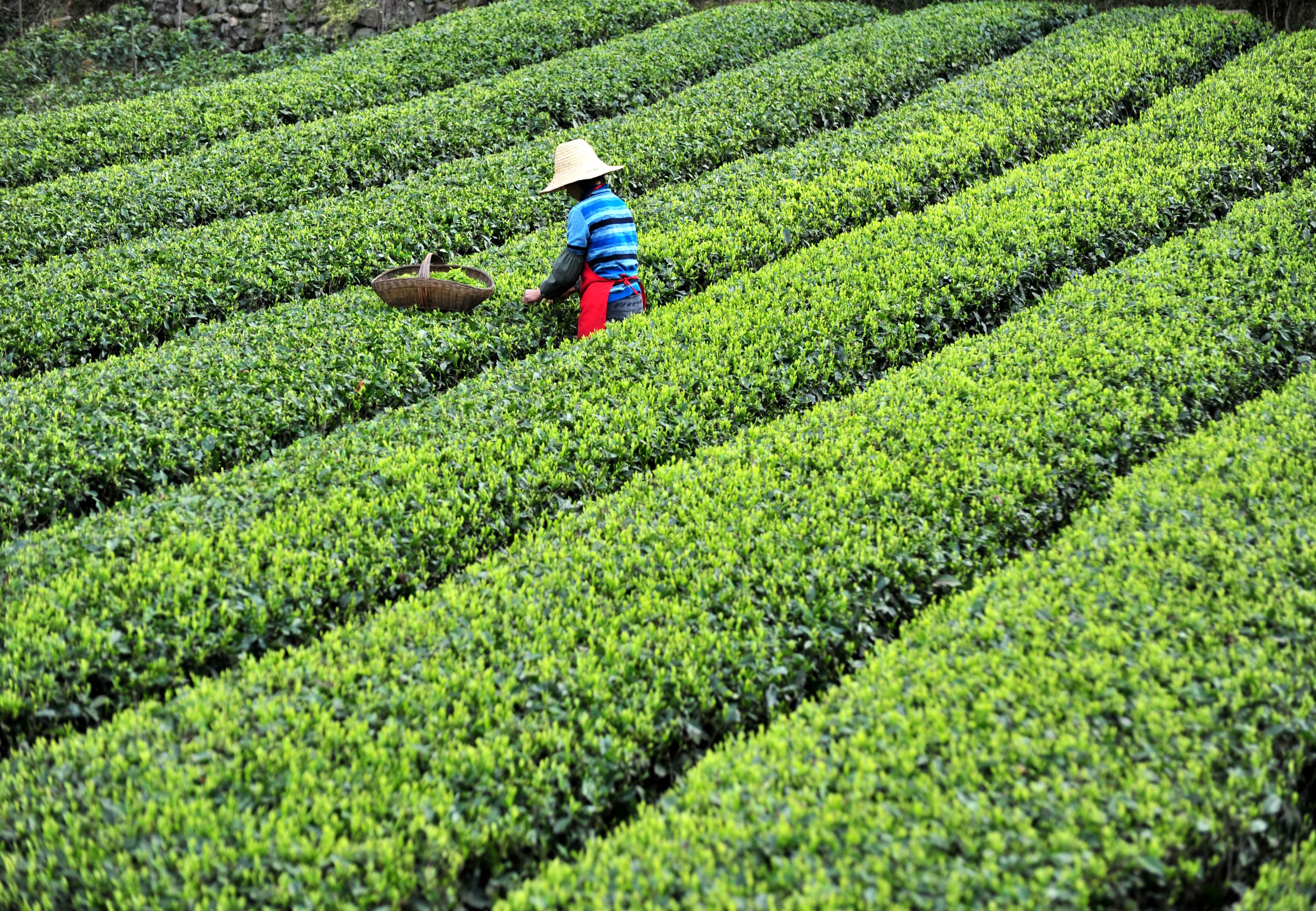 粤桂携手开展茶产业规划 推动广西金秀茶产业转型升级