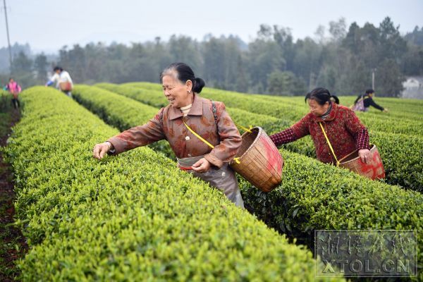 说明: 说明: 5.3万亩茶园抢摘“明前茶”